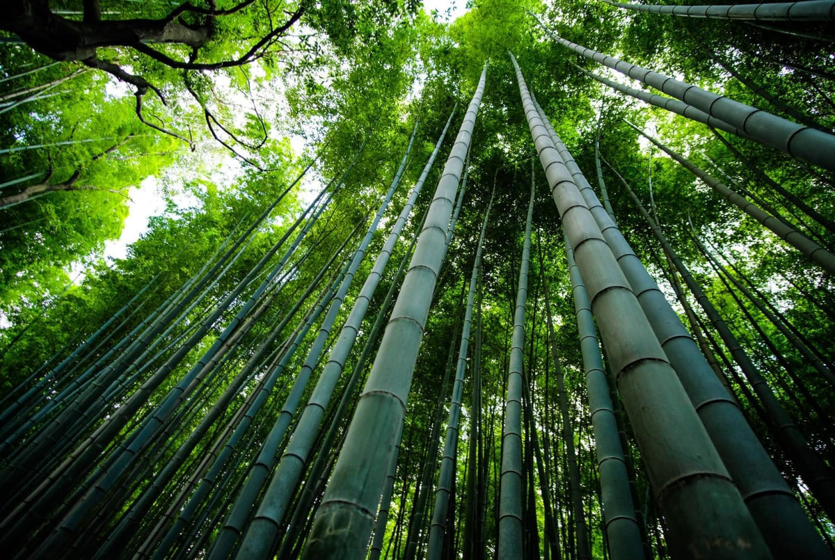 why-is-bamboo-better-than-single-use-plastic-onearth